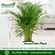 Best Indoor Live Plants