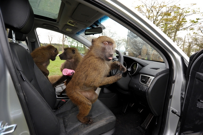 Hyundai also put toys in the car for the monkeys Hyundai also put toys in the car for the monkeys