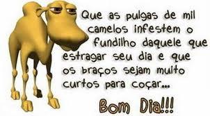 o camelo por bom dia o camelo por bom dia