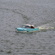 Amphicar Model 770