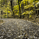 Autumn driving tips