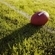 rosebowlticket