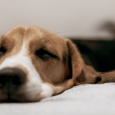 Best CBD Oil For Dogs With Arthritis